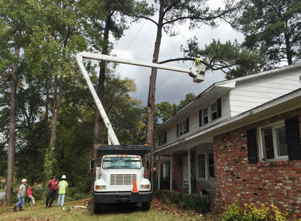 Trusted Arlington, NY Tree Care Experts