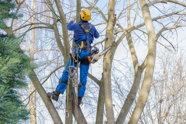 Best Soil Testing and Treatment  in Arlington, NY